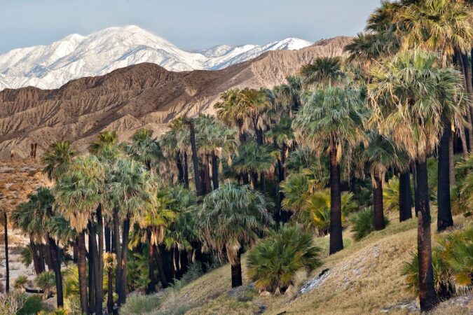 coachella valley preserve - thousand palms oasis preserve