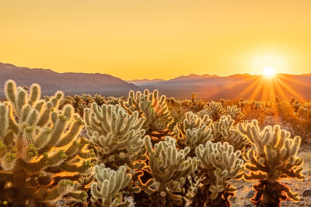 cholla cactus garden joshua tree