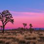 Joshua Tree National Park 4